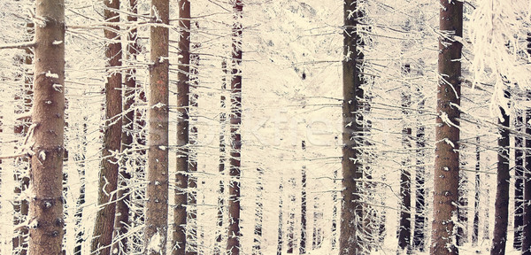 Foto d'archivio: Mistero · neve · foresta · pino · albero · natura