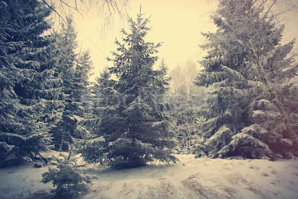 Tajemnicy śniegu lasu sosna drzewo charakter Zdjęcia stock © Massonforstock