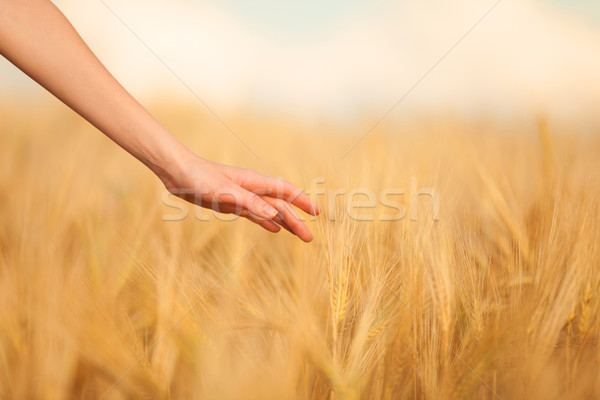 Hand in autumn grass. Stock photo © Massonforstock