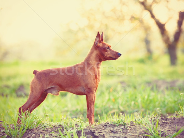 Photo of young miniature pinscher Stock photo © Massonforstock