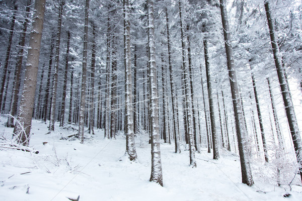 Mistério neve floresta pinheiro árvore natureza Foto stock © Massonforstock