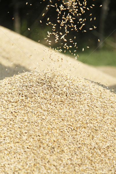 wheat dropping on hill Stock photo © Massonforstock