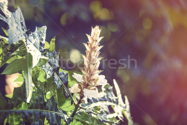Floare tropicala frumos copac floare vară verde Imagine de stoc © Massonforstock