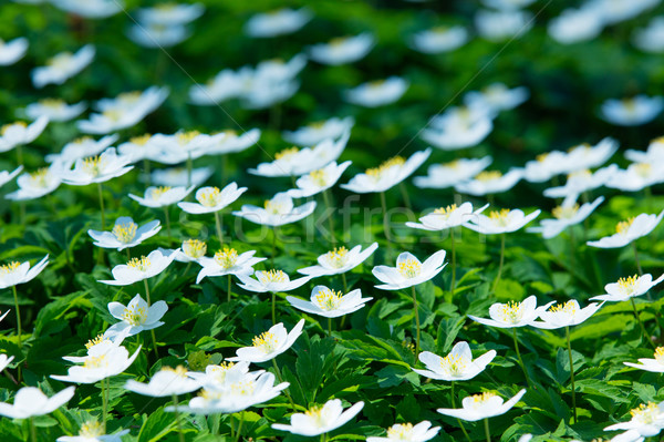 photo of beautiful white blooming Vinca Minor flowers with wonde Stock photo © Massonforstock