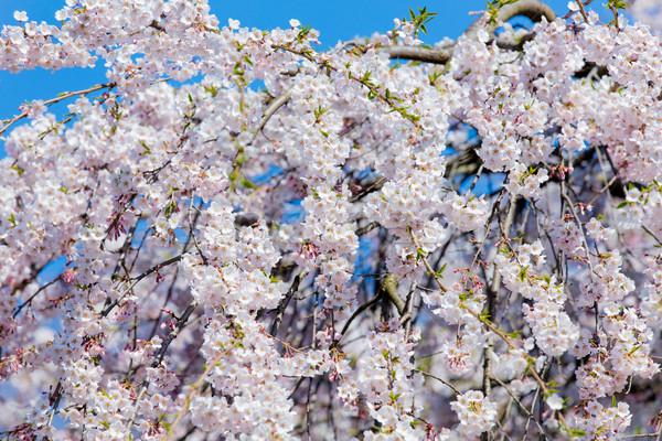 Foto bella fioritura albero meraviglioso cielo sereno Foto d'archivio © Massonforstock