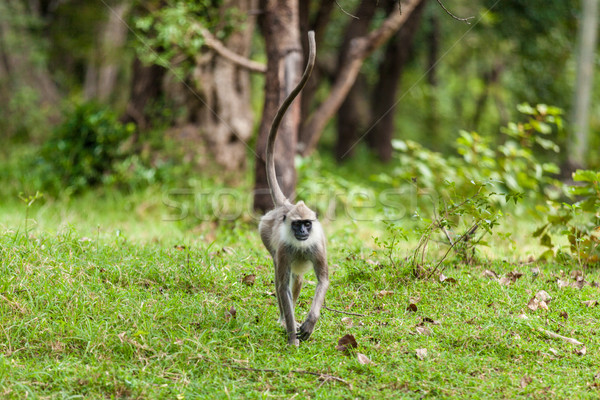 обезьяны зеленая трава Шри Ланка деревья лет путешествия Сток-фото © Massonforstock
