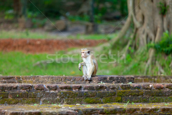 Sri Lanka monkey sitting on ruins. Stock photo © Massonforstock