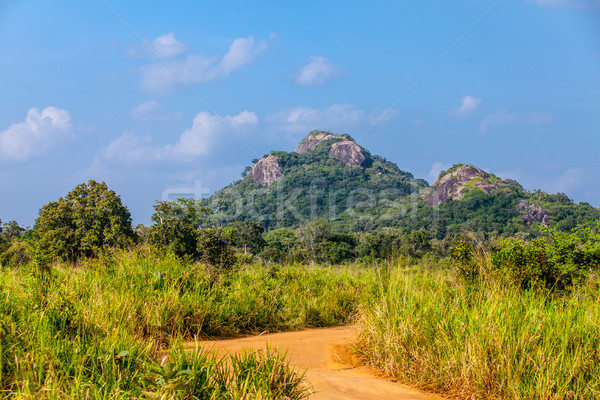 Sri Lanka tropical forest Stock photo © Massonforstock
