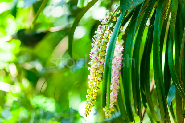 Tropical blossom tree Stock photo © Massonforstock