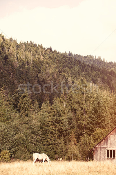 Stock photo: Old house and horses