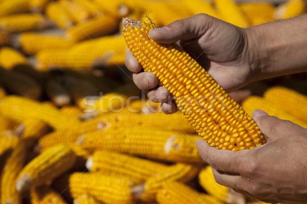 Corns in farmers hands. Stock photo © Massonforstock
