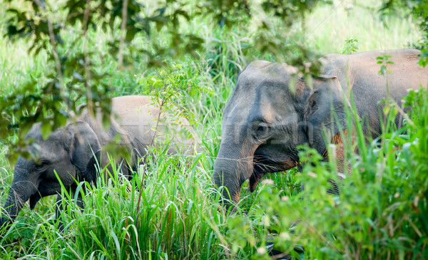 Lonely elephant in a jungle  Stock photo © Massonforstock