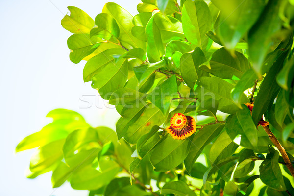 Fleur tropicale belle arbre fleur été vert [[stock_photo]] © Massonforstock