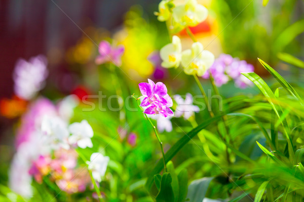 Stock photo: beautiful orchid flower 