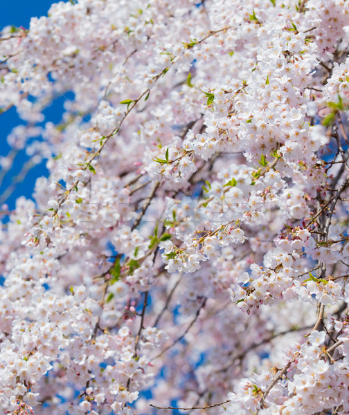 Fotó gyönyörű virágzó fa csodálatos tiszta égbolt Stock fotó © Massonforstock