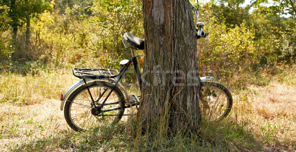 Old bike near tree. Stock photo © Massonforstock