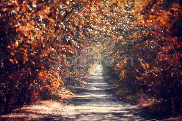 Autumn alley in Odessa, Ukraine Stock photo © Massonforstock