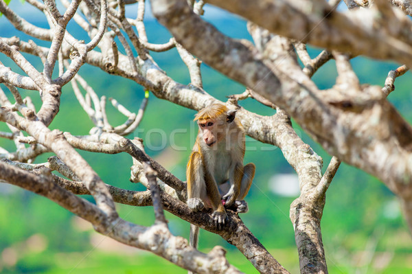 monkey on the tree Stock photo © Massonforstock