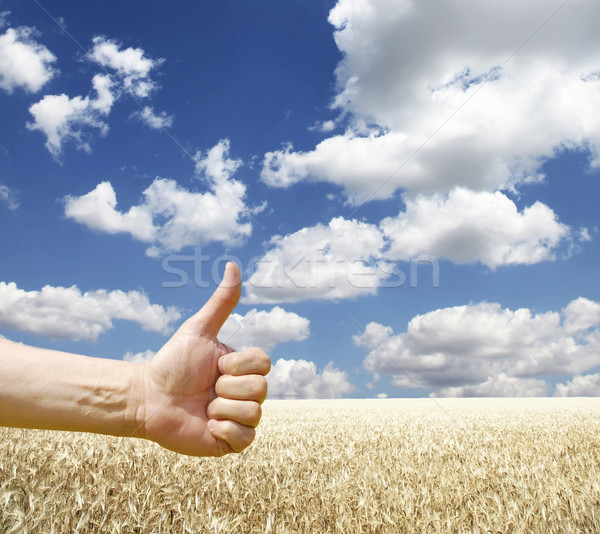 手 を見る 麦畑 太陽 風景 ストックフォト © Massonforstock