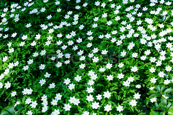 photo of beautiful white blooming Vinca Minor flowers with wonde Stock photo © Massonforstock