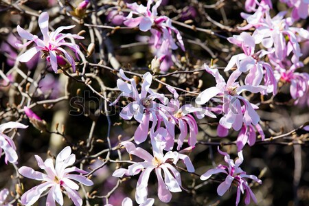 Blossom Magnolia Soulangeana tree in spring time in the garden  Stock photo © Massonforstock