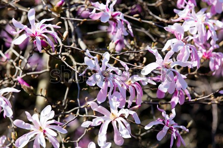 Flor magnólia árvore primavera tempo jardim Foto stock © Massonforstock