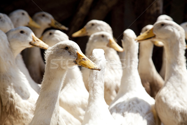 Village ducks Stock photo © Massonforstock