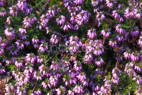 photo of beautiful purple Erica Carnea  blooming flowers with wo Stock photo © Massonforstock