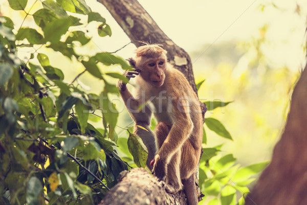 Foto stock: Sri · Lanka · macaco · sessão · árvore · natureza · árvores