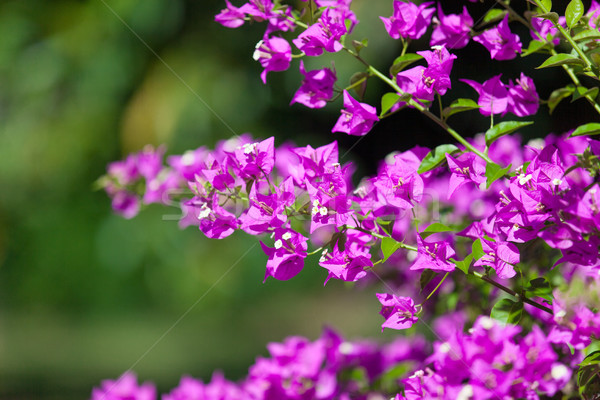 tropical flower Stock photo © Massonforstock