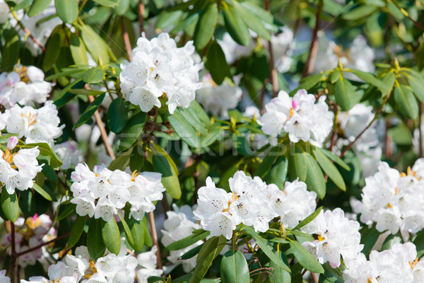 Blossom Rhododendron irroratum tree in spring time in the garden Stock photo © Massonforstock