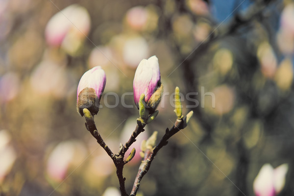Stock fotó: Fotó · növekvő · virágok · ág · csodálatos · tavasz