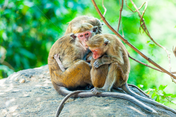 Sri Lanka monkey sitting on the tree Stock photo © Massonforstock