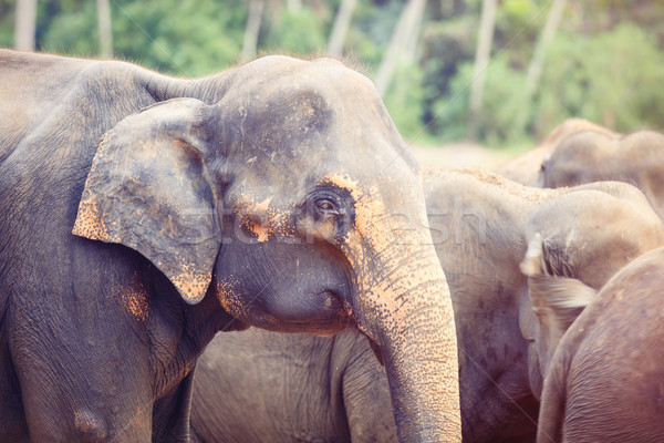 Elefánt csoport dzsungel Sri Lanka baba erdő Stock fotó © Massonforstock