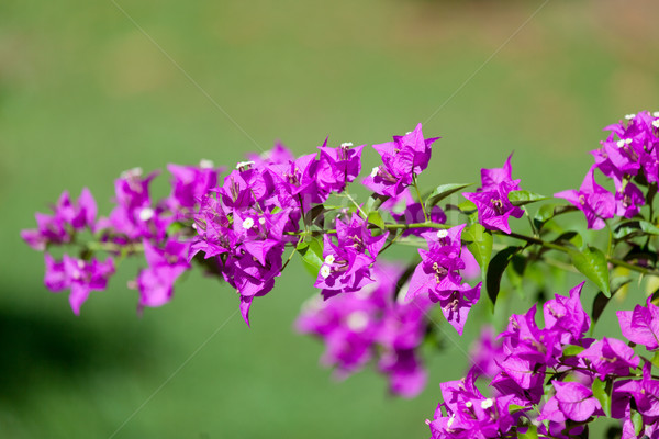 Fleur tropicale belle arbre fleur été vert [[stock_photo]] © Massonforstock