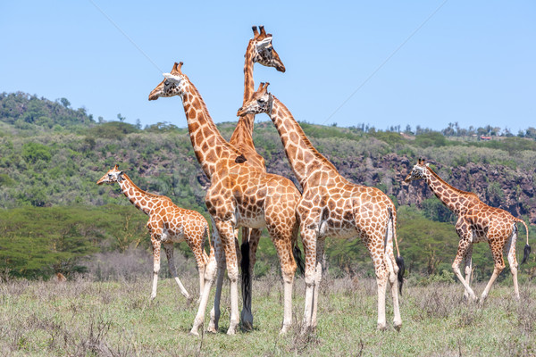 Zsiráfok nyáj szavanna vad Kenya Afrika Stock fotó © master1305