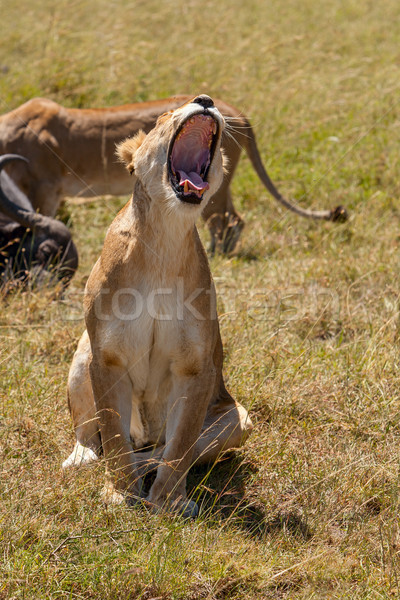 Licht Afrika Kenia Regen Zähne Löwen Stock foto © master1305