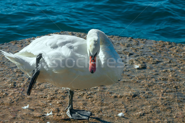 Fehér hattyú egy tavacska baba természet Stock fotó © master1305