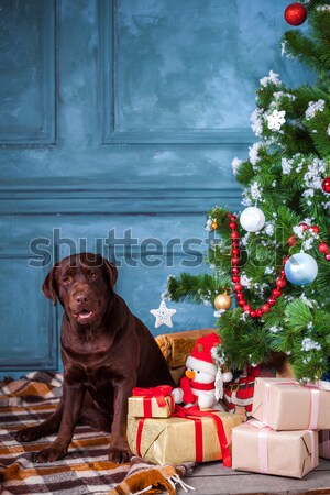 The black labrador retriever sitting with gifts on Christmas decorations background Stock photo © master1305