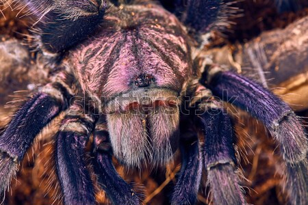 tarantula Phormictopus sp purple Stock photo © master1305