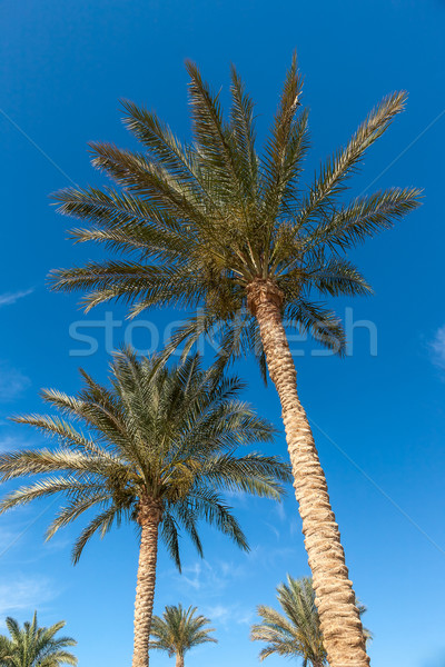 пальмами Египет Blue Sky пляж солнце природы Сток-фото © master1305