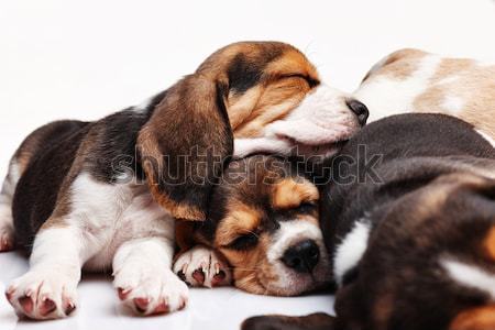 Beagle Puppies, slipping in front of white background Stock photo © master1305
