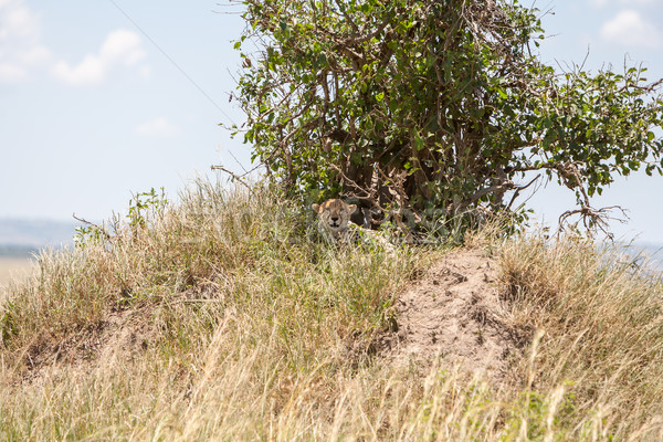 Gepárd nagy fa Afrika Kenya természet Stock fotó © master1305