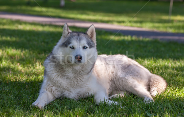 Portrait of Siberian Husky Stock photo © master1305