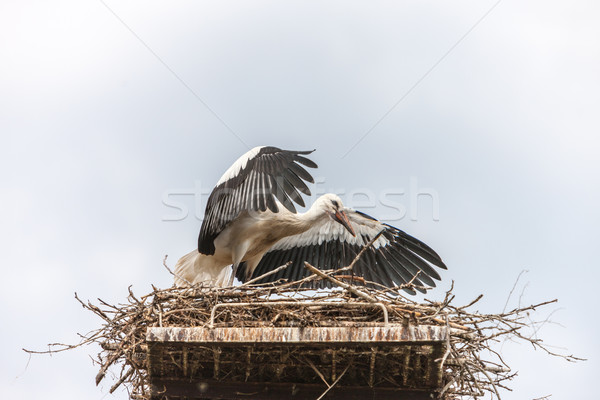 White stork in the nest Stock photo © master1305