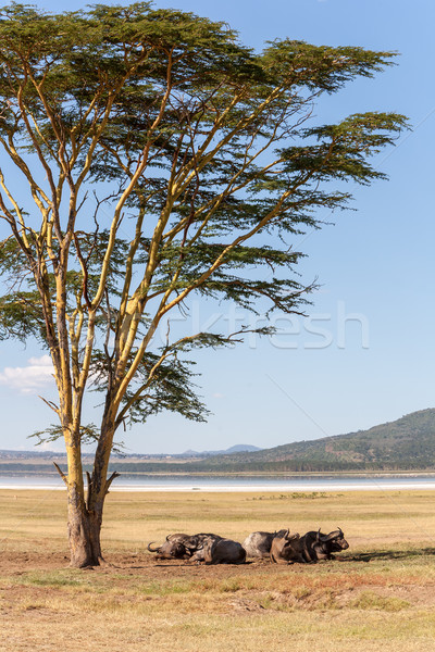 африканских Кения Африка дерево черный Сток-фото © master1305