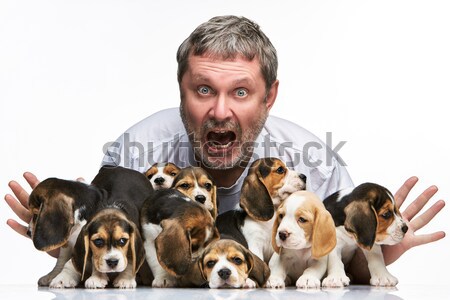Stock photo: The man and big group of a beagle puppies