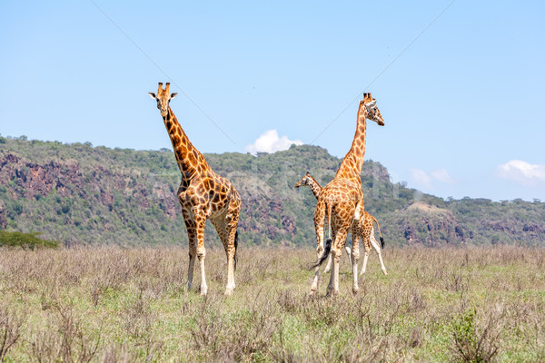 Three Giraffes herd in savannah Stock photo © master1305