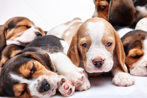 [[stock_photo]]: Beagle · chiot · blanche · autre · dormir · chiots