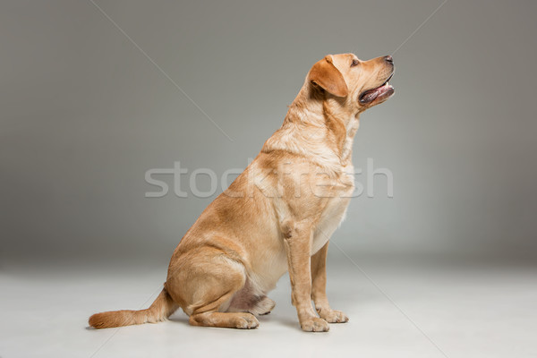 Labrador retrieve on gray background Stock photo © master1305